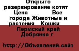 Открыто резервирование котят › Цена ­ 15 000 - Все города Животные и растения » Кошки   . Пермский край,Добрянка г.